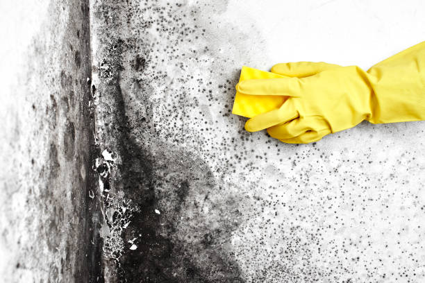 Professional Mold Remediation in Cleveland, WI