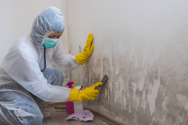 Best White Mold Remediation in Cleveland, WI