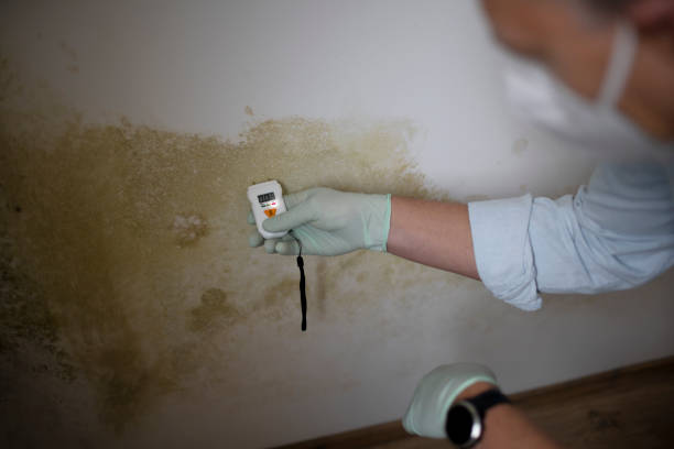 Best Basement Mold Remediation in Cleveland, WI