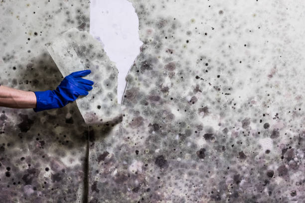Best Industrial Mold Remediation in Cleveland, WI