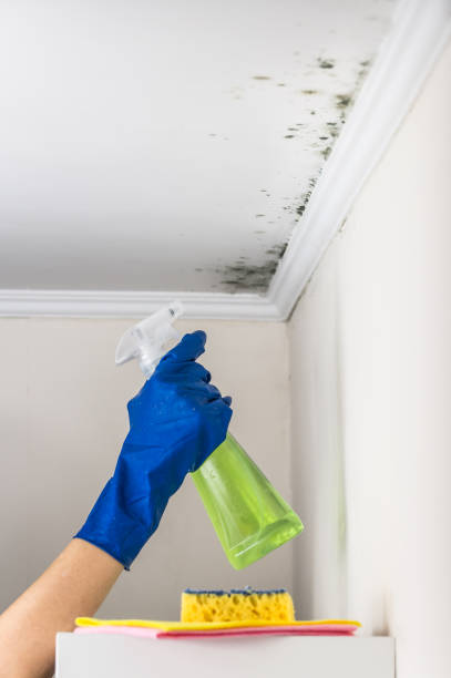 Best Residential Mold Remediation in Cleveland, WI